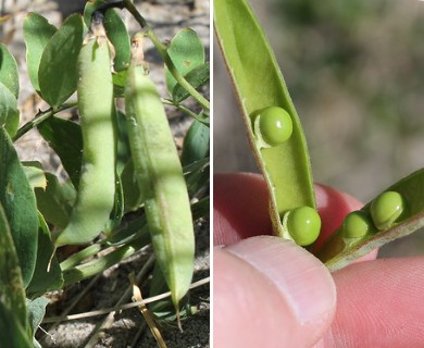 Lathyrus japonicus