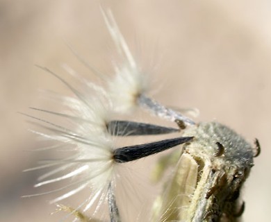 Layia glandulosa