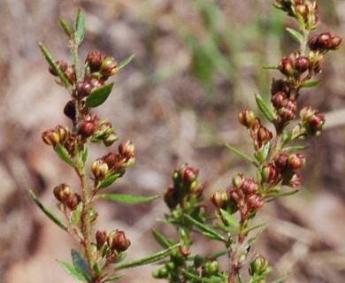 Lechea mucronata