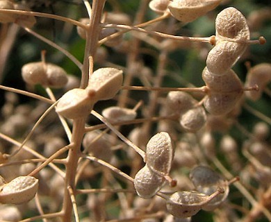 Lepidium draba