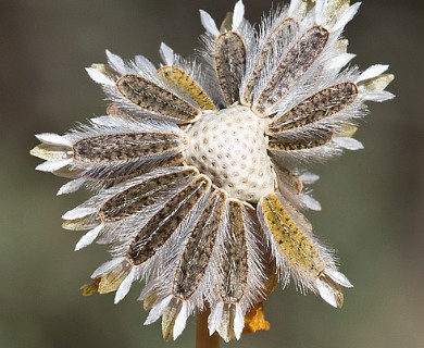 Leptosyne bigelovii