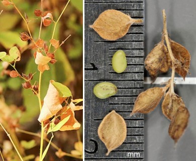 Lespedeza frutescens