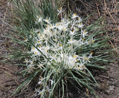 Leucocrinum montanum