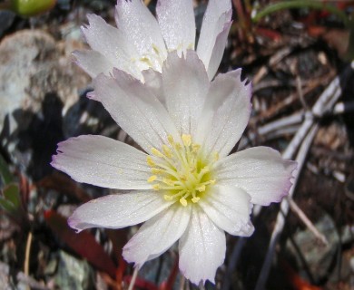 Lewisia oppositifolia