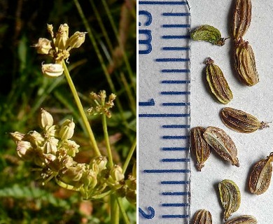 Ligusticum grayi