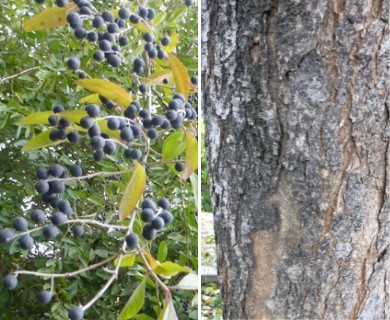 Ligustrum sinense