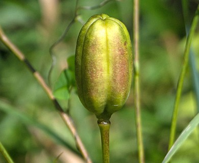 Lilium canadense