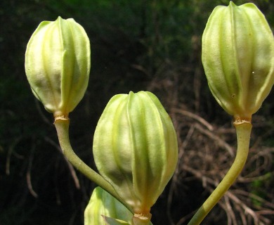 Lilium washingtonianum