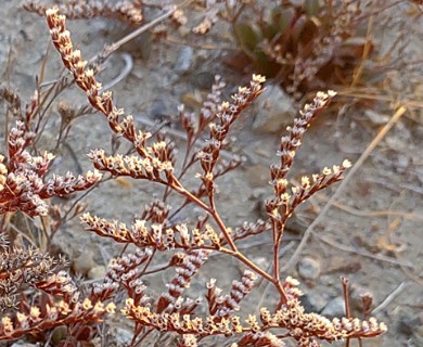 Limonium duriusculum