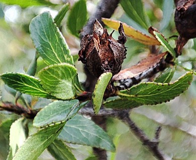 Lindleya mespiloides