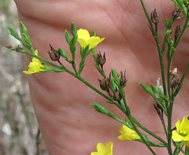 Linum sulcatum