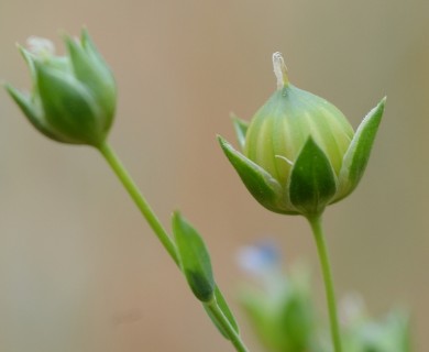 Linum usitatissimum