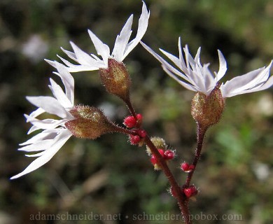 Lithophragma glabrum