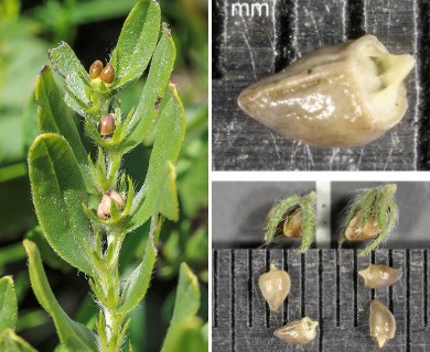 Lithospermum canescens