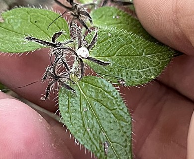 Lithospermum helleri