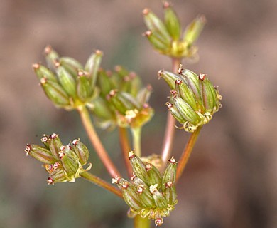 Lomatium austiniae