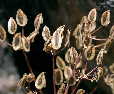 Lomatium hallii