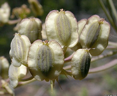 Lomatium howellii