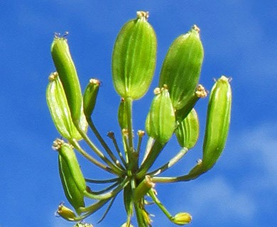 Lomatium klickitatense