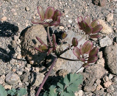 Lomatium martindalei