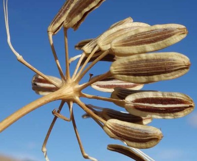 Lomatium nudicaule