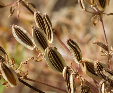 Lomatium suksdorfii