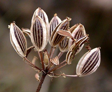 Lomatium triternatum