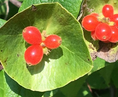 Lonicera dioica