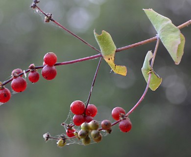 Lonicera interrupta