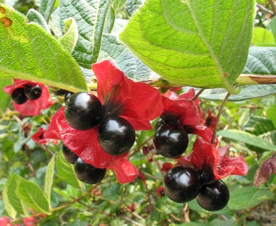 Lonicera involucrata