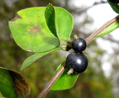 Lonicera japonica