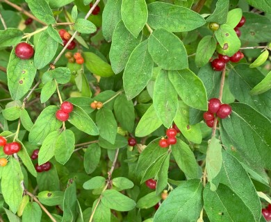 Lonicera morrowii