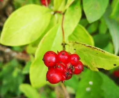 Lonicera periclymenum