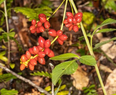 Lonicera sempervirens