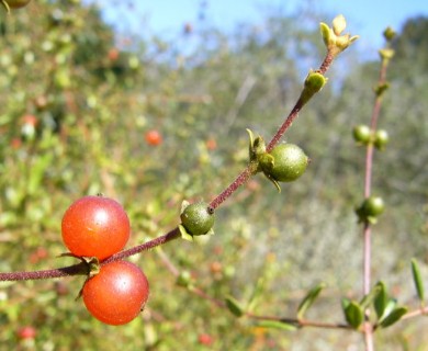 Lonicera subspicata