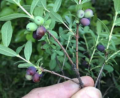 Lonicera villosa