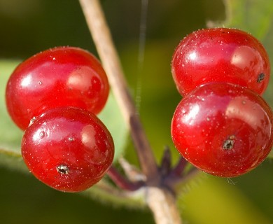 Lonicera xylosteum