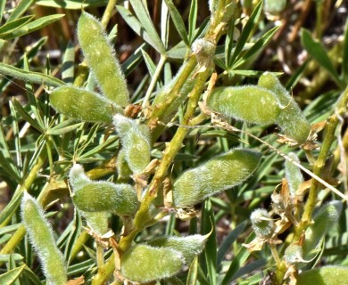 Lupinus arbustus