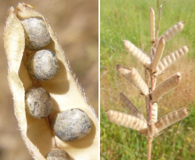 Lupinus bicolor