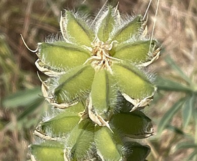 Lupinus microcarpus