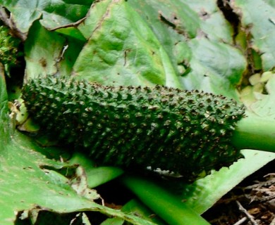 Lysichiton americanus