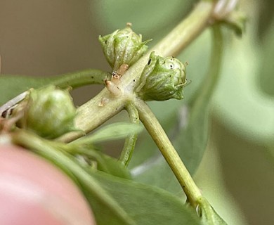 Lythrum portula