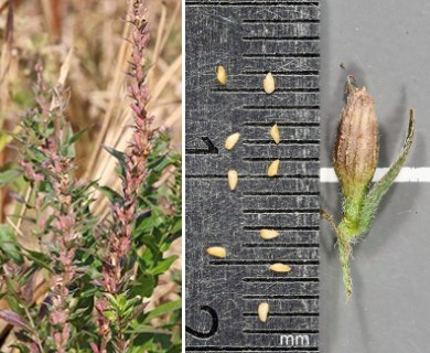 Lythrum salicaria