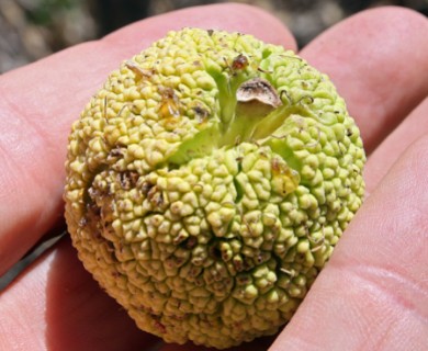 Maclura pomifera