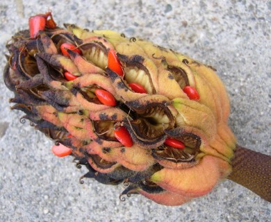 Magnolia grandiflora