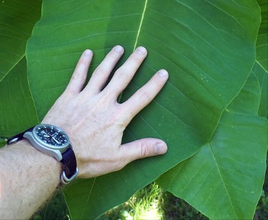 Magnolia macrophylla