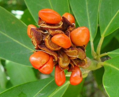 Magnolia virginiana