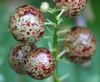 Maianthemum dilatatum