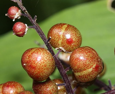 Maianthemum racemosum