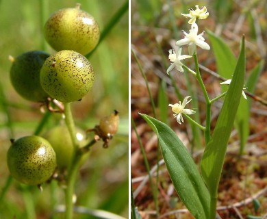 Maianthemum trifolium